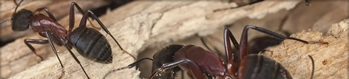 Close-up of ants on wood showing an active ant infestation in Chicago, IL
