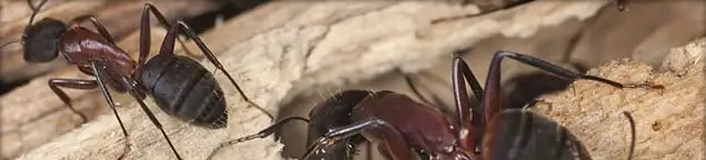 Close-up of ants on wood showing an active ant infestation in Chicago, IL