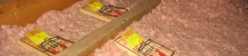 Mouse traps placed in an attic for rodent control in Chicago, IL