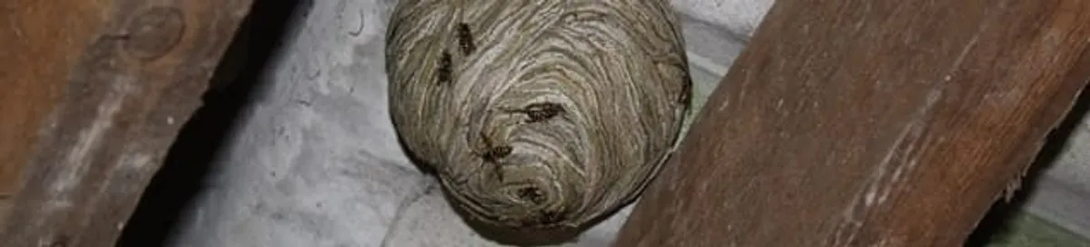 Wasp nest in an attic space, a common home infestation risk in Chicago, IL