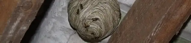 Wasp nest in an attic space, a common home infestation risk in Chicago, IL
