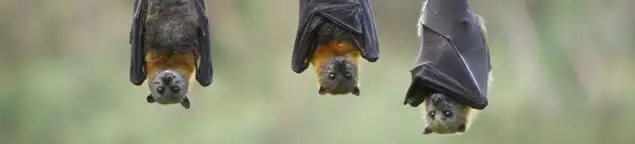 Bats roosting together, a common sign of a bat infestation in Chicago, IL