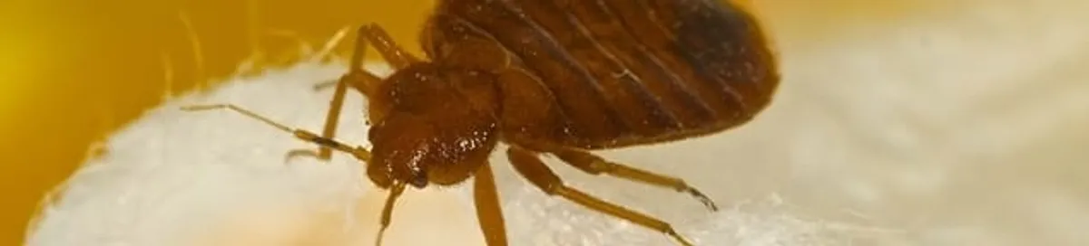 Close-up of a bed bug, a sign of an active infestation in Chicago, IL