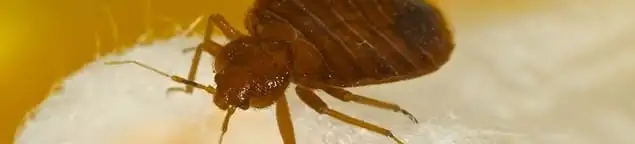 Close-up of a bed bug, a sign of an active infestation in Chicago, IL