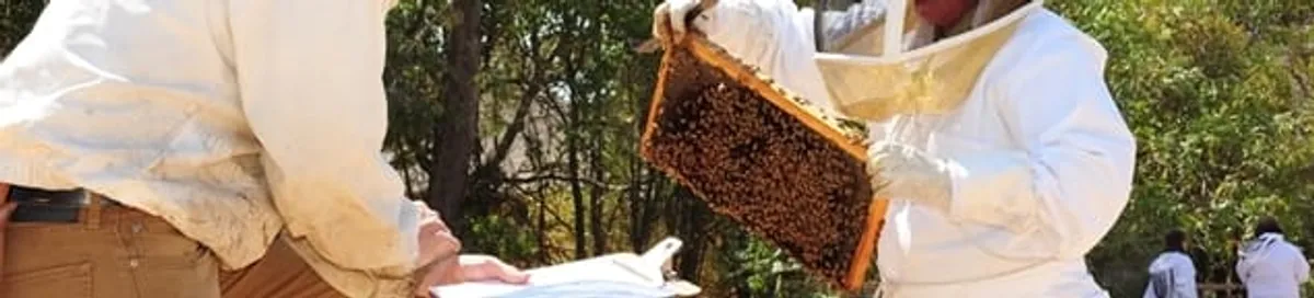 Bee removal specialists relocating a hive and honeycomb safely in Chicago, IL
