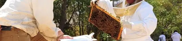 Bee removal specialists relocating a hive and honeycomb safely in Chicago, IL