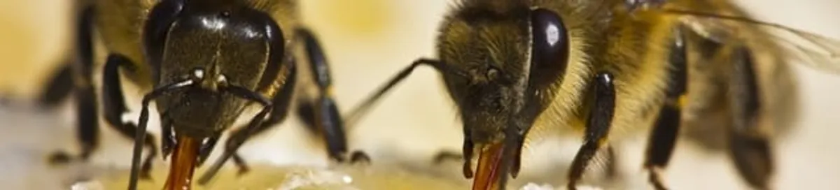 Close-up of honey bees, a sign of a nearby hive in Chicago, IL