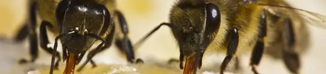 Close-up of honey bees, a sign of a nearby hive in Chicago, IL