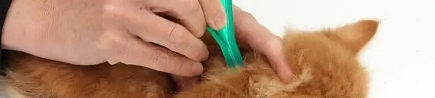Flea treatment for pets using a flea comb, a sign of flea problems in Chicago, IL