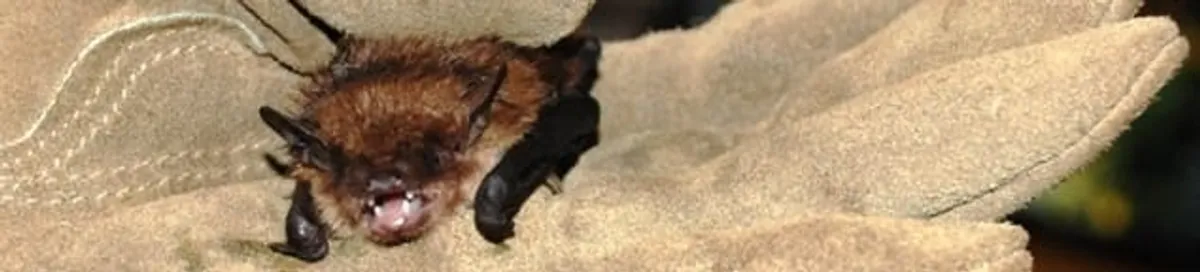 Bat removal specialist holding a bat safely during humane exclusion in Chicago, IL