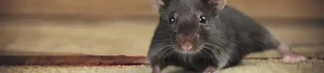 Mouse indoors, a common sign of a rodent infestation in Chicago, IL
