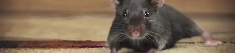Mouse indoors, a common sign of a rodent infestation in Chicago, IL