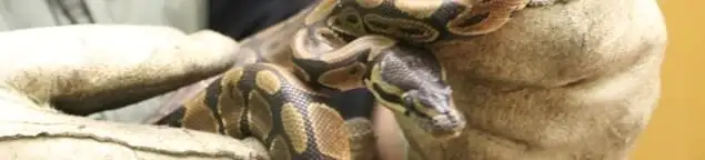 Snake removal specialist safely handling a snake with protective gloves in Chicago, IL
