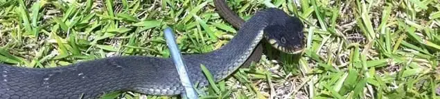 Snake in a yard, a common sign of a snake problem near a home in Chicago, IL