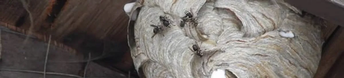 Close-up of a wasp nest with active wasps, a sign of an infestation in Chicago, IL