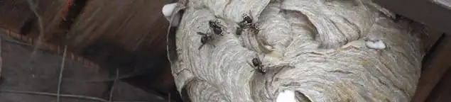 Close-up of a wasp nest with active wasps, a sign of an infestation in Chicago, IL